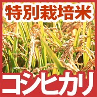 特別栽培米富山県産コシヒカリ